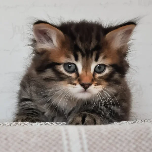 kai