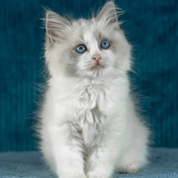 Tobias