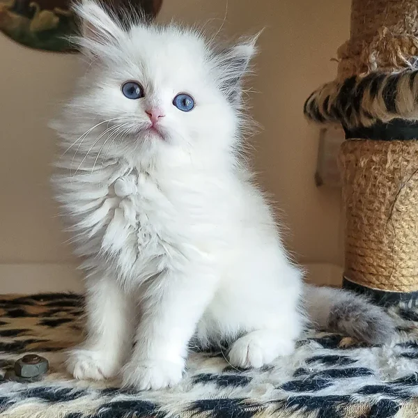 Zlata